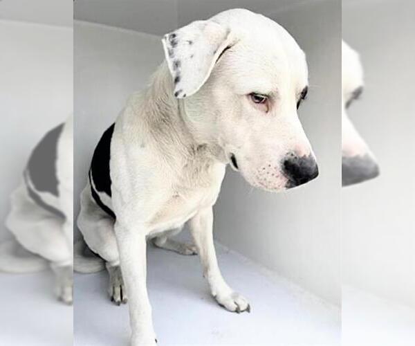 Medium Photo #1 Mutt Puppy For Sale in Houston, TX, USA