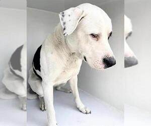 Mutt Dogs for adoption in Houston, TX, USA