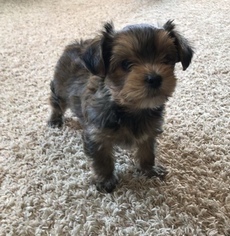 Yorkshire Terrier Puppy for sale in MAPLETON, MN, USA