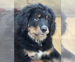 Mountain Mastiff Puppy for sale in MANCHESTER, CT, USA