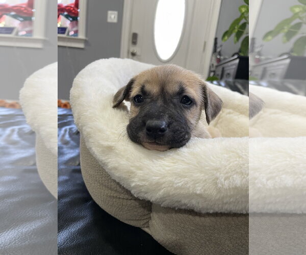 Medium Photo #16 Mutt Puppy For Sale in Derwood, MD, USA