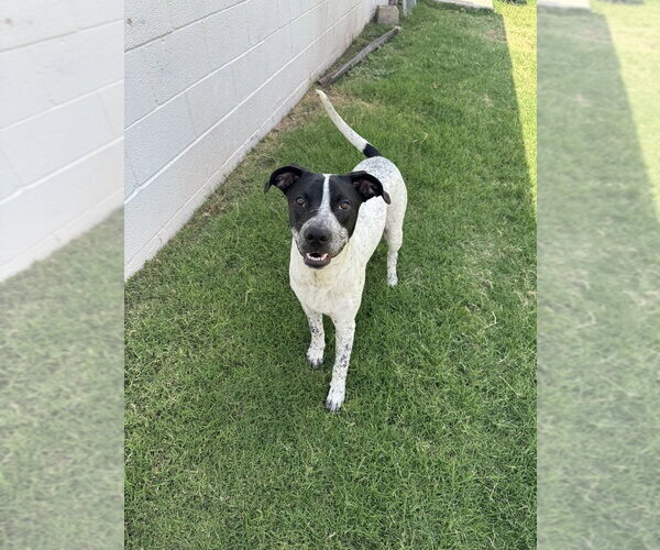 Medium Photo #1 Mutt Puppy For Sale in OKLAHOMA CITY, OK, USA