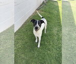 Small Mutt