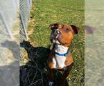 Small #1 Bullboxer Pit