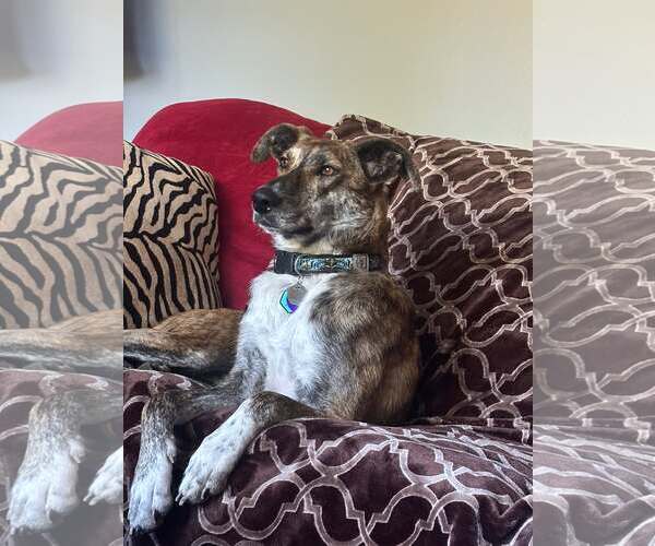 Medium Photo #1 Mutt Puppy For Sale in Shelburne, VT, USA