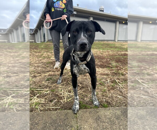Medium Photo #8 Mutt Puppy For Sale in Evansville, IN, USA