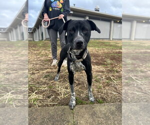 Clack - Male Mutt Dog for Adoption - Photo #8