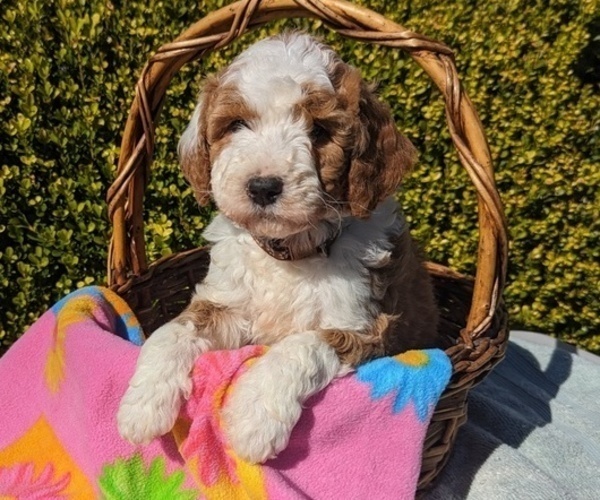 Medium Photo #15 Goldendoodle (Miniature) Puppy For Sale in PLACERVILLE, CA, USA