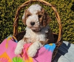 Puppy Riley Goldendoodle (Miniature)