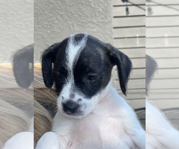 Medium Photo #2 Labrador Retriever-Unknown Mix Puppy For Sale in Dana Point, CA, USA