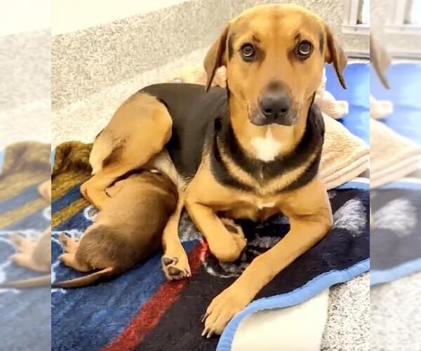 Medium Photo #2 German Shepherd Dog-Unknown Mix Puppy For Sale in Houston, TX, USA