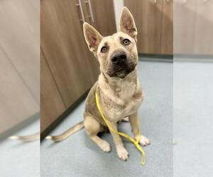 German Shepherd Dog-Unknown Mix Dogs for adoption in Baytown, TX, USA