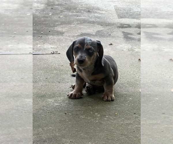 Medium Photo #1 Dachshund Puppy For Sale in RYDAL, GA, USA