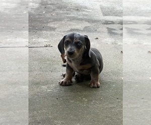 Dachshund Puppy for sale in RYDAL, GA, USA