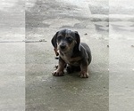 Small Dachshund