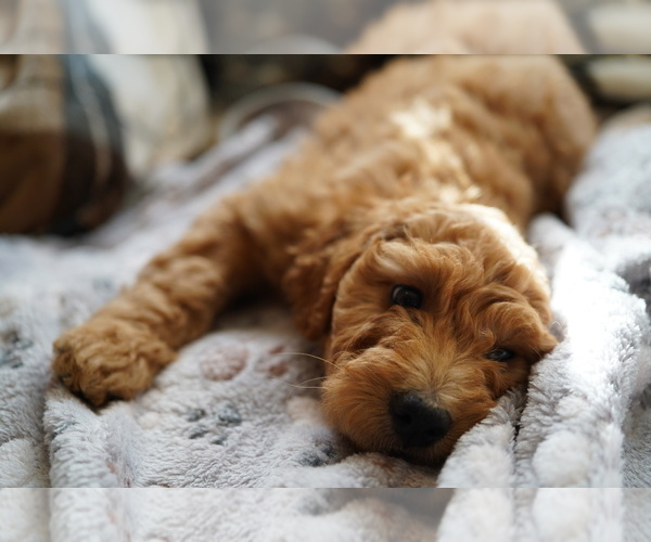 Medium Photo #8 Goldendoodle (Miniature) Puppy For Sale in DALLAS, OR, USA
