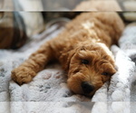 Small #7 Goldendoodle (Miniature)