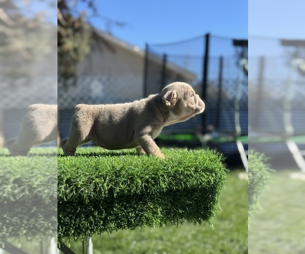 Medium Photo #5 English Bulldog Puppy For Sale in POMONA, CA, USA