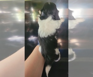 Medium Shih Tzu