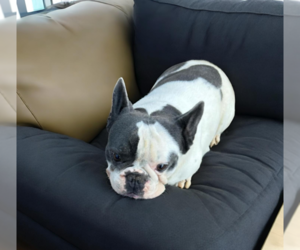 French Bulldog Puppy for sale in SALEM, WV, USA