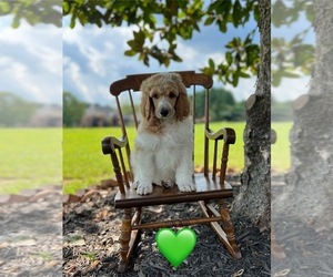 Poodle (Standard) Puppy for sale in ROCK HILL, SC, USA