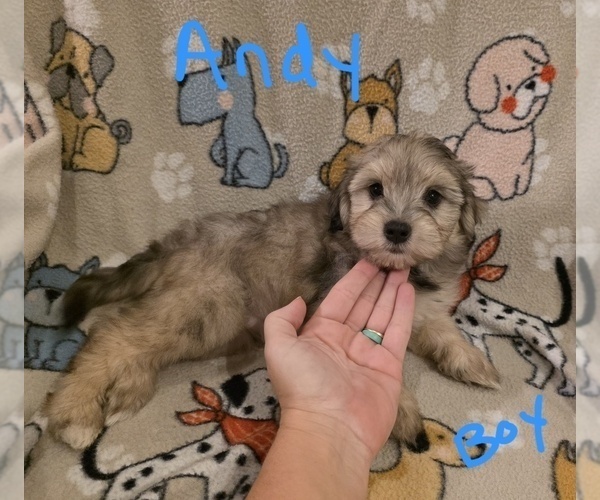 Medium Photo #11 Chizer Puppy For Sale in MONTEZUMA, GA, USA