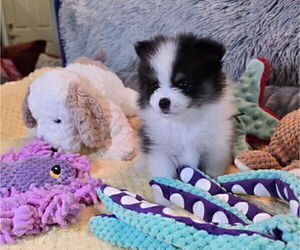Medium Pomeranian