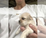 Small Photo #4 Shih Tzu Puppy For Sale in MILTON, FL, USA