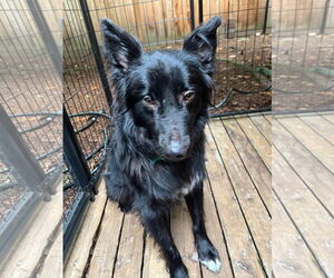 Border Collie-Unknown Mix Dogs for adoption in Bellevue, WA, USA