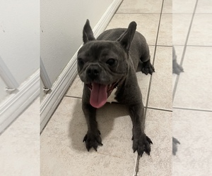 French Bulldog Puppy for sale in TAMPA, FL, USA