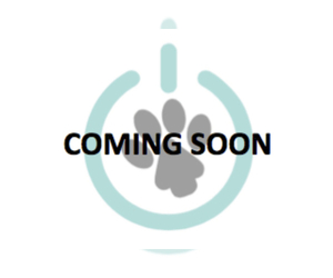 Bichon Frise Puppy for sale in NAPLES, FL, USA