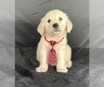 Small #6 English Cream Golden Retriever