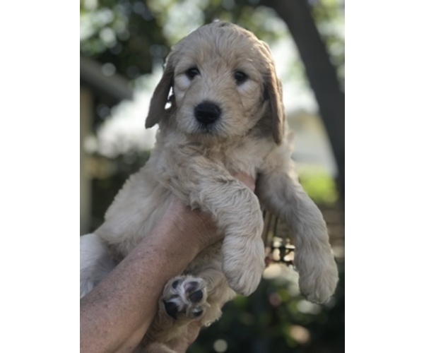Medium Photo #1 Goldendoodle Puppy For Sale in MERRITT IS, FL, USA