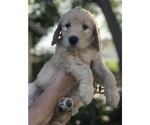 Small Photo #1 Goldendoodle Puppy For Sale in MERRITT IS, FL, USA