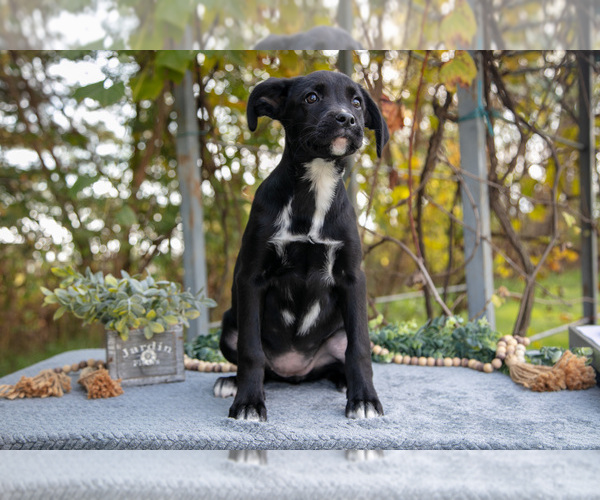 Medium Photo #1 Border Collie-Boxer Mix Puppy For Sale in MILLERSBURG, IN, USA