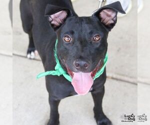 Labrador Retriever-Retriever Mix Dogs for adoption in Washington, DC, USA