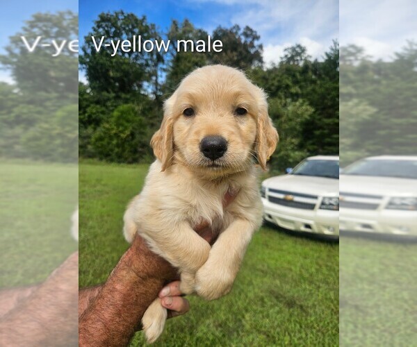 Medium Photo #5 English Cream Golden Retriever Puppy For Sale in BRYANT, AL, USA