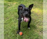 Small #10 American Pit Bull Terrier Mix
