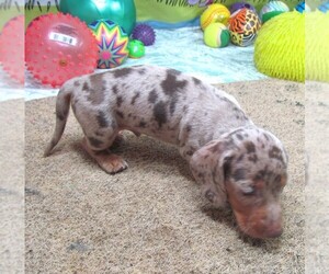 Dachshund Puppy for sale in RATTAN, OK, USA