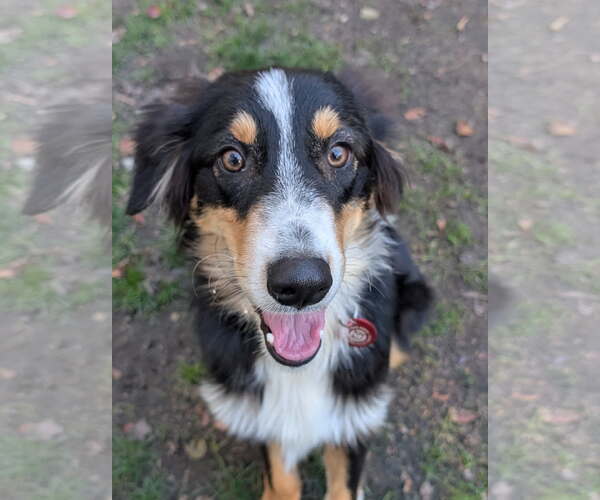 Medium Photo #5 Australian Shepherd-Unknown Mix Puppy For Sale in Wakefield, RI, USA