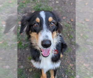 Chip *LOCAL* *MEET ME* - Male Australian Shepherd-Unknown Mix Dog for Adoption - Photo #5