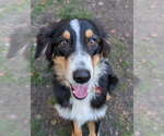 Small Photo #5 Australian Shepherd-Unknown Mix Puppy For Sale in Wakefield, RI, USA