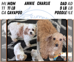Small #4 Cavapoo (Miniature)