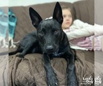 Small #1 Mutt