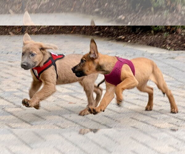 Medium Photo #5 Golden Labrador Puppy For Sale in Royal Palm Beach, FL, USA