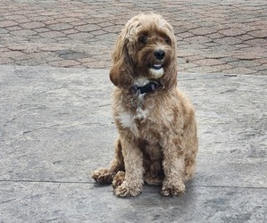 Mother of the Cockapoo-Poodle (Miniature) Mix puppies born on 05/18/2025