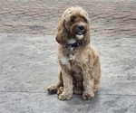 Small Photo #1 Cockapoo-Poodle (Miniature) Mix Puppy For Sale in NEW PROVIDNCE, PA, USA