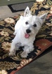 Small Photo #1 West Highland White Terrier Puppy For Sale in LITTLE ROCK, AR, USA