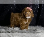 Puppy AKC Cayenne Poodle (Toy)