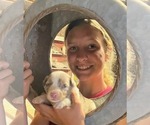 Small #1 Australian Shepherd